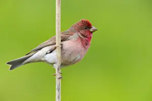 Passeriformes Species Prints: Common Rosefinch