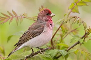 Passeriformes Species Prints: Common Rosefinch