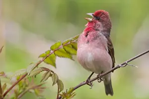 Singing Bird Species Prints: Common Rosefinch