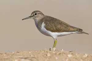 Charadriiformes Order Birds Prints: Common Sandpiper