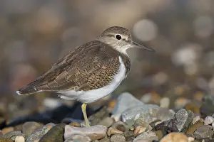Common Sandpiper Print, Standing on Pebbles