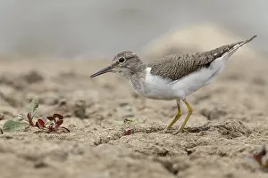 Common Sandpiper Prints: Common Sandpiper