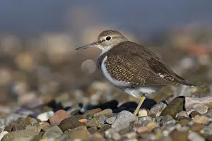 Common Sandpiper Prints: Common Sandpiper