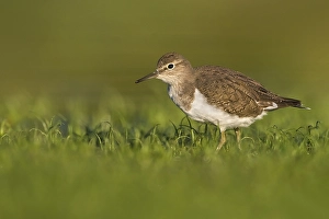 European Sandpiper Prints: Common Sandpiper, Actitis hypoleucos