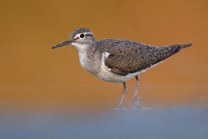 European Sandpiper Prints: Common Sandpiper, Actitis hypoleucos