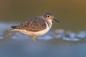 Common Sandpiper Print, Actitis hypoleucos Italy