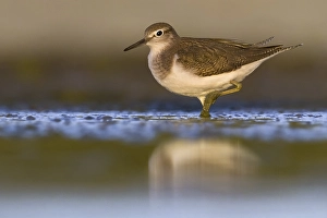 European Sandpiper Prints: Common Sandpiper, Actitis hypoleucos