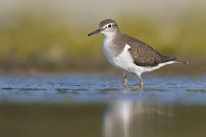 European Sandpiper Prints: Common Sandpiper, Actitis hypoleucos
