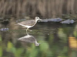 Coastal Bird Species Prints: Common Sandpiper, Actitis hypoleucos