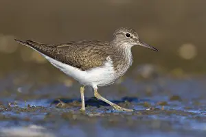 Common Sandpiper Print, Adult in Side View