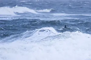 Wild Nature Photography Prints: Common Scoter