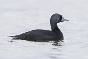 Wild Animal Portrait Photography Prints: Common Scoter