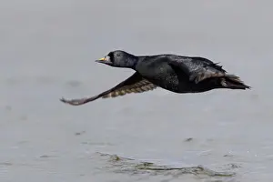 Images Dated 27th May 2017: Common Scoter Print: Adult Male Swimming in a Lake