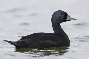 Bird Photography Nature Scenes Prints: Common Scoter