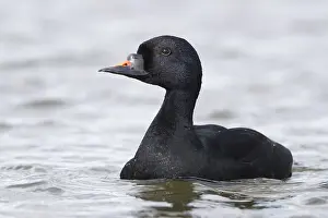 Images Dated 27th May 2017: Common Scoter Print - Adult Male Swimming in a Lake