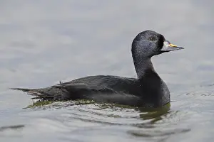 European Birdlife Photography Prints: Common Scoter