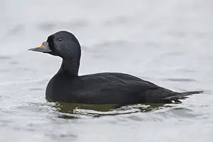 Daytime Bird Photography Tips Prints: Common Scoter