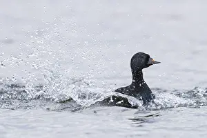 Wild Animal Portrait Photography Prints: Common Scoter