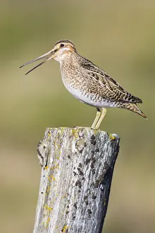 Common Snipe Prints: Common Snipe