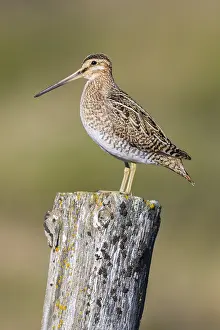 Wader Bird Species Prints: Common Snipe