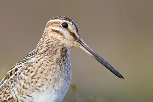 Wild Animal Portrait Photography Prints: Common Snipe