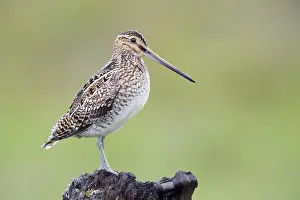 Charadriiformes Order Birds Prints: Common Snipe