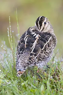 Charadriiformes Species List Prints: Common Snipe