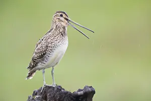 Shorebird Species Prints: Common Snipe