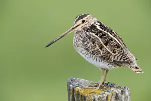Charadriiformes Species List Prints: Common Snipe
