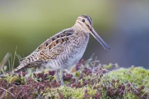 Shorebird Species Prints: Common Snipe