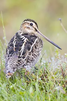 Snipe Bird Species Prints: Common Snipe
