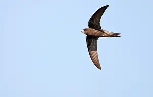 Common Swift Bird Prints: Common Swift, Apus apus