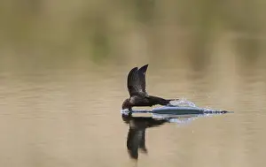 Common Swift Bird Prints: Common Swift, Apus apus