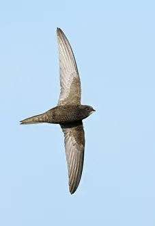 Common Swift Prints: Common Swift;Apus apus