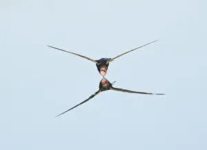 Bird In Water Reflection Prints: Common Swift;Apus apus