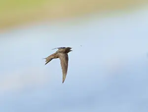 Common Swift Print: Adult in Flight above River Maas