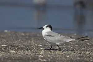 Charadriiformes Species List Prints: Common Tern