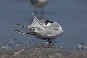Sterna Hirundo Images Prints: Common Tern