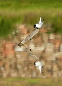 Sterna Hirundo Images Prints: Common Tern, Sterna hirundo