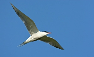 Common Tern Print - Adult in Flight