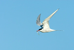 Images Dated 13th August 2019: Common Tern Print: Adult in Flight with Fish