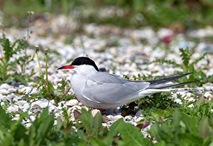 Texel Island Wildlife Prints: Common Tern, Sterna hirundo