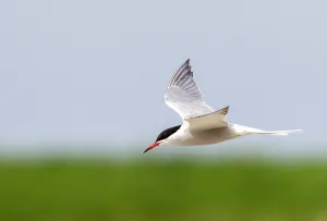 Texel Island Wildlife Prints: Common Tern, Sterna hirundo
