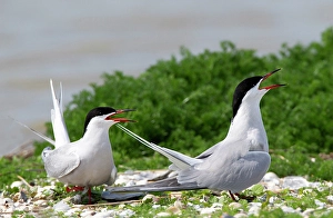 Common Tern Print: Sterna hirundo Pair in Colony