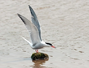 Nature Photography Greece Prints: Common Tern, Sterna hirundo
