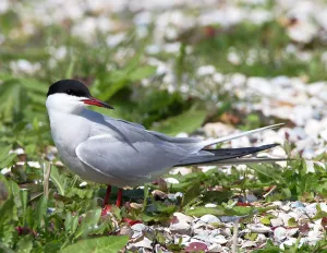 Wild Bird Species Prints: Common Tern, Sterna hirundo