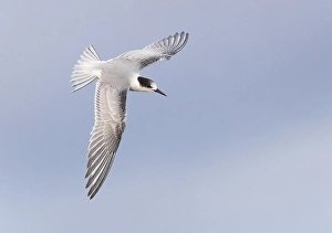 Common Tern In Flight Prints: Common Tern, Sterna hirundo