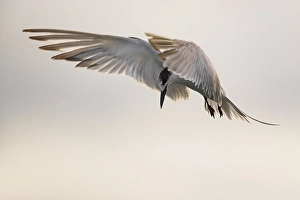 Azores Nature Photography Prints: Common Tern, Sterna hirundo