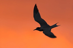 Seabird Wildlife Photography Prints: Common Tern, Sterna hirundo