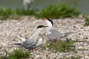 Texel Island Nature Reserve Prints: Common Tern, Sterna hirundo